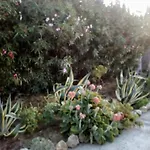 Il Giardino Delle Rose A Apartman Olmedo
