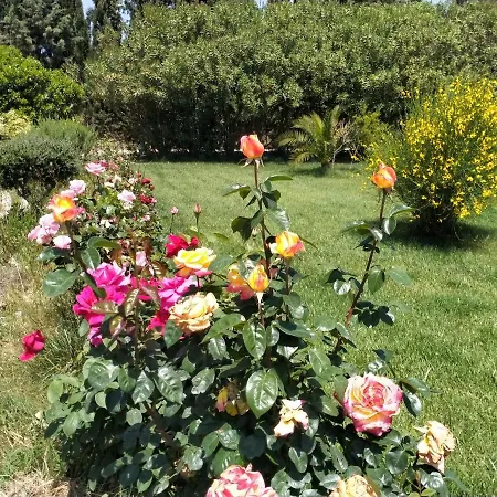 Il Giardino Delle Rose A Appartamento