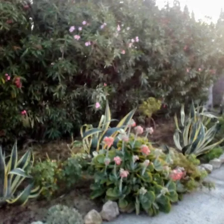 Il Giardino Delle Rose A Appartement Olmedo